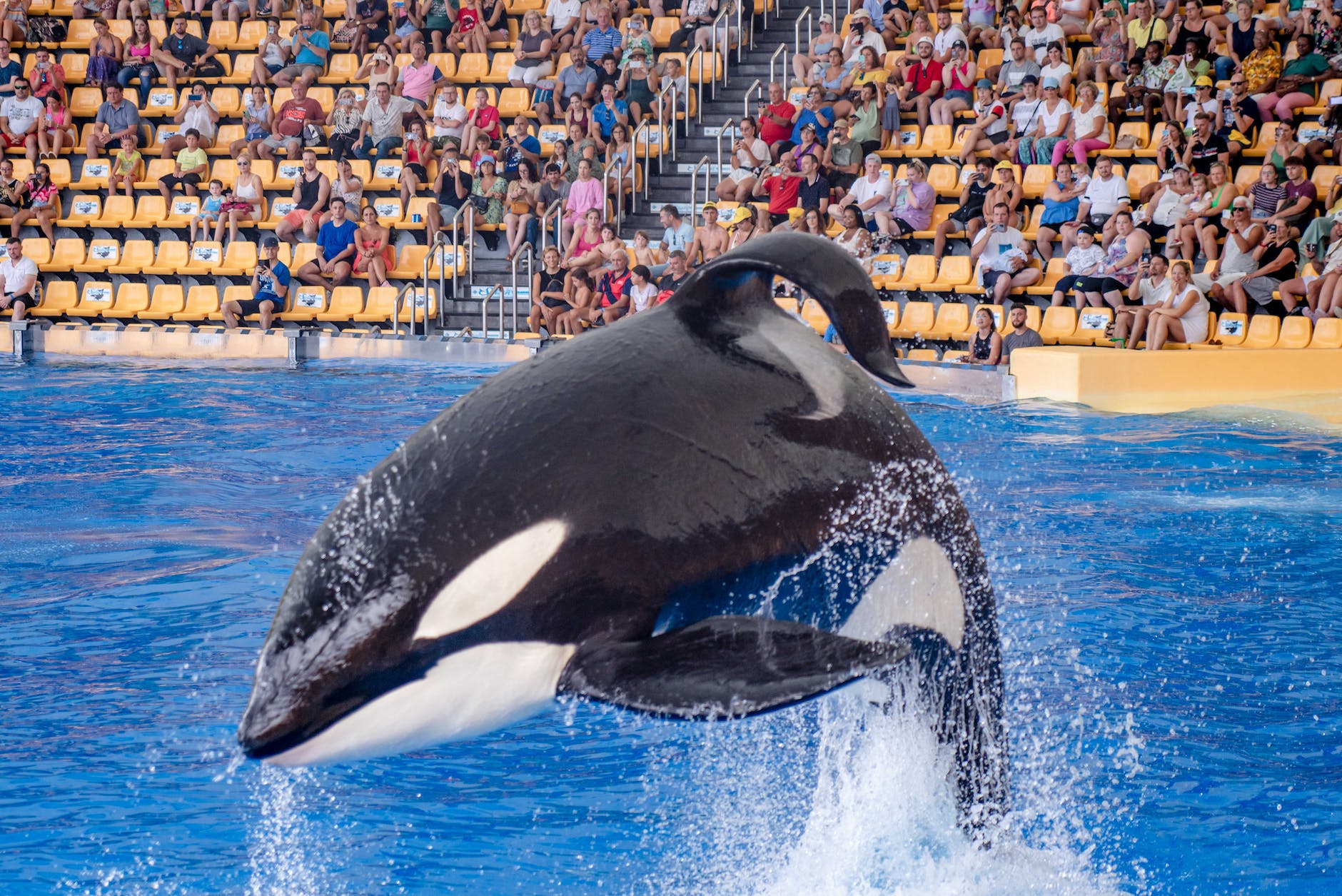 killer whale jumping during performance in dolphinarium